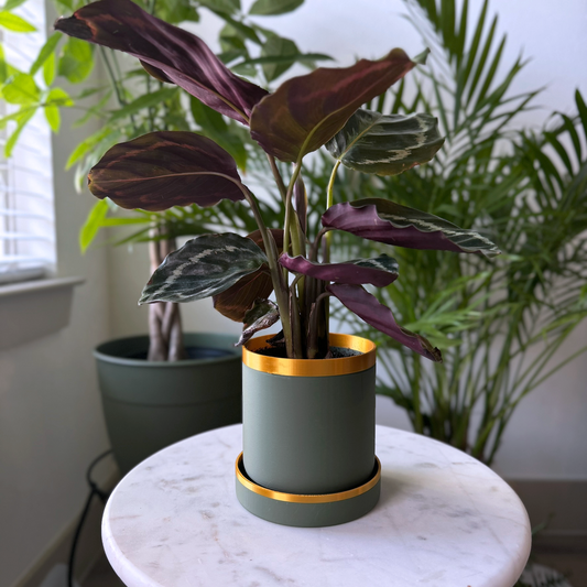 Modern Green and Gold Planter with Drip Tray - Bold Colors - Plant pot with tray - Planter with feet - Gold accents